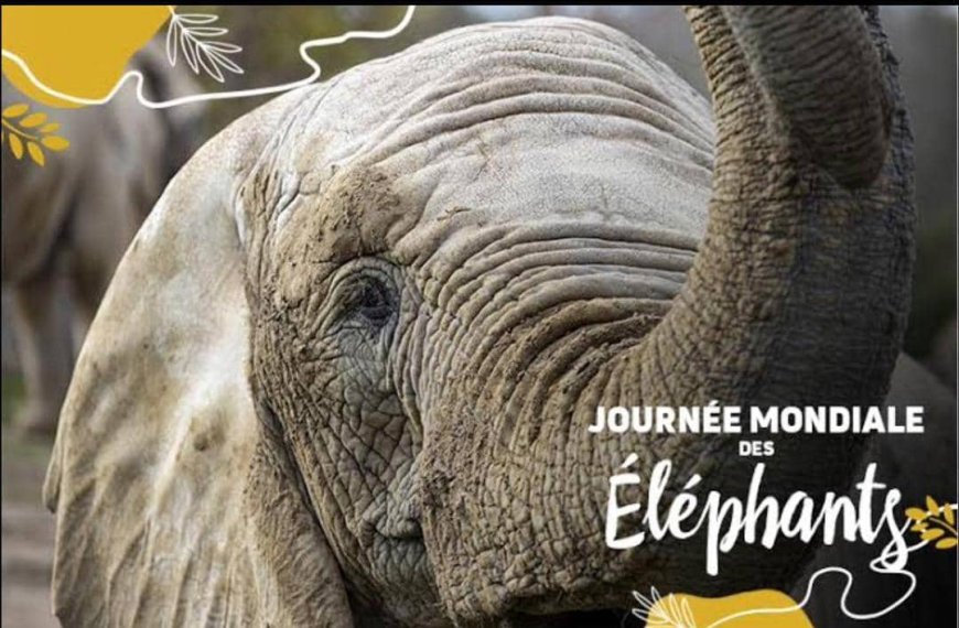 Journée mondiale des éléphants : Les éléphants de savane du parc national de Virunga menacés par la guerre