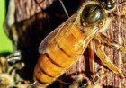 Opinion – Journée mondiale des abeilles : décoloniser notre écologie pour sauver les butineuses